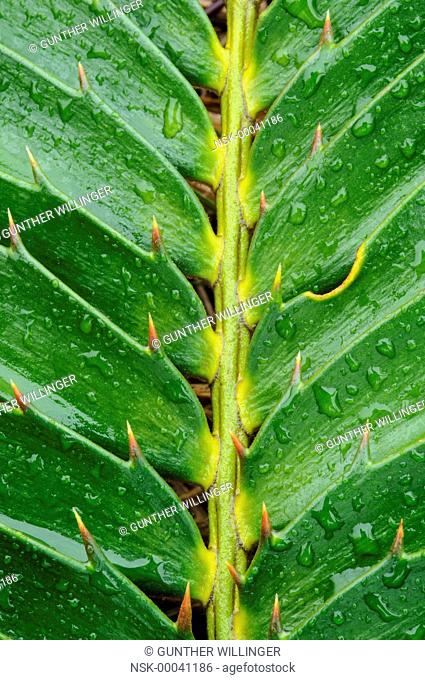 Modjadji Cycad (Encephalartos transvenosus) leaf, South Africa, Limpopo, Modjadji Cycad Nature Reserve