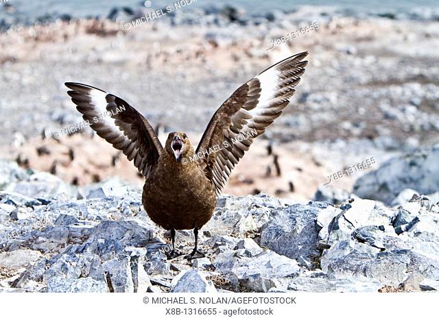Adult Brown Skua Catharacta antarctica near the Antarctic peninsula in the southern ocean  MORE INFO This skua is often referred to as Antarctic Skua or vice...