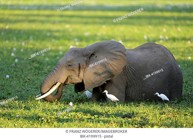 African Elephant (Loxodonta africana), standing in overgrown waterhole, feeding on water plants, cattle egrets next to it, evening light