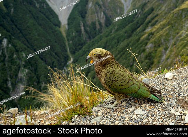 Kea on Avalanche Peak, 1833m, the most famous peak in Arthur's Pass National Park. South Island, New Zealand