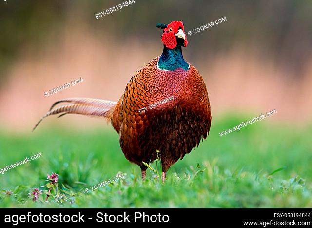 Fluffy male common pheasant, Phasianus colchicus, in spring front view in meadow with blurred background detailed close up