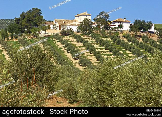 Country house and olive plantation, Sierra de Cazorla, Segura y Las Villas National Park, Jaen, Andalucia, Spain, olive trees, olive grove, Europe