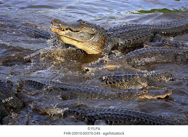 American Alligator Alligator mississipiensis adults, group feeding in water, Florida, U S A