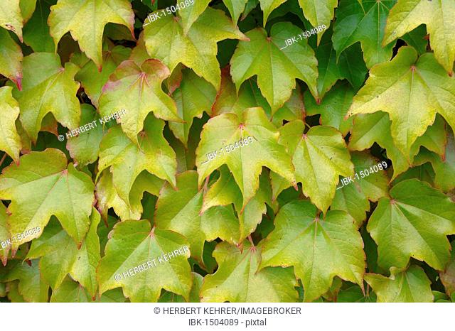 Virginia creeper, leaves, summer