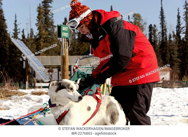 Young woman putting a harness on a sled dog, Alaskan Husky, harnessing, Yukon Territory, Canada