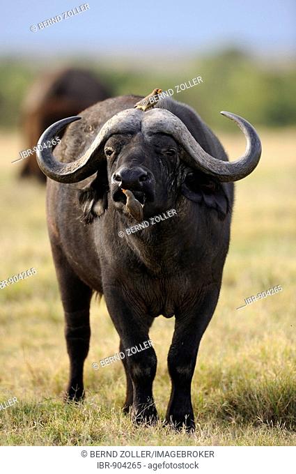 African Buffalo or Cape Buffalo (Syncerus caffer), bull having parasites removed by a Yellow-billed Oxpecker (Buphagus africanus), Sweetwater Game Reserve