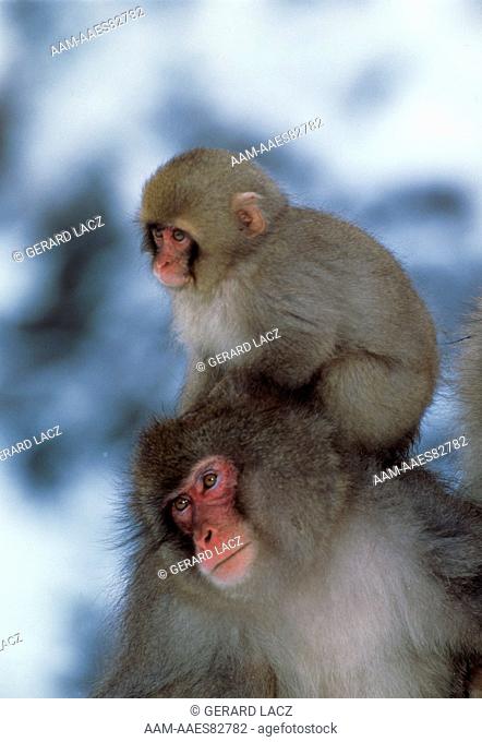 Japanese Snow Monkey or Macaque (Macaca fuscata) with young