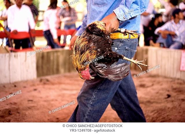 A dead rooster is carried by his owner after loosing a cockfight on the outskirts of Mexico City. Cockfighting originated in India, China, Persia