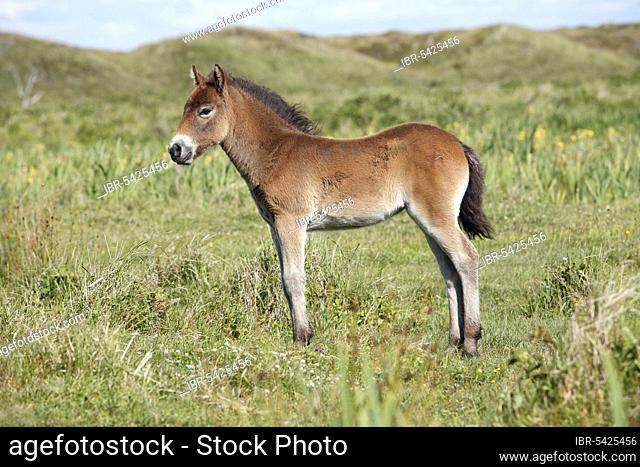 Exmoor pony, foal, sideways