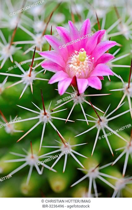 Pincushion Cactus, Red-headed Irishman (Mammillaria spinosissima), flower