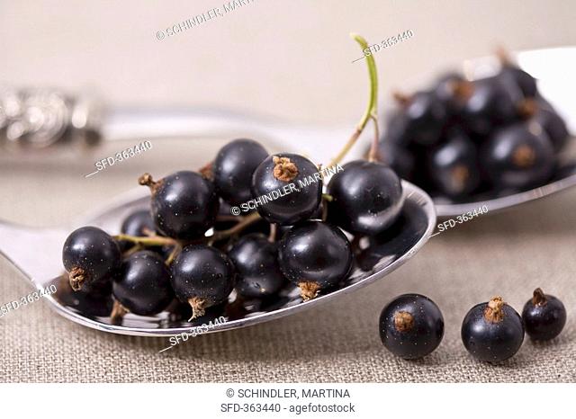 Blackcurrants on two spoons