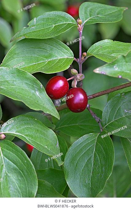 cornelian cherry wood Cornus mas, fruits