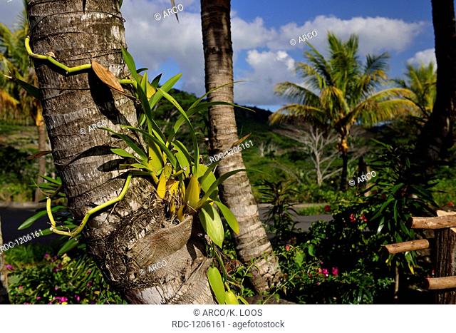 vanilla plant, Rum-Distillery Le Chamarel, Mauritius