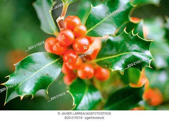 Holly Berries. (Ilex Aquifolium). Selva de Irati. Navarra. Spain