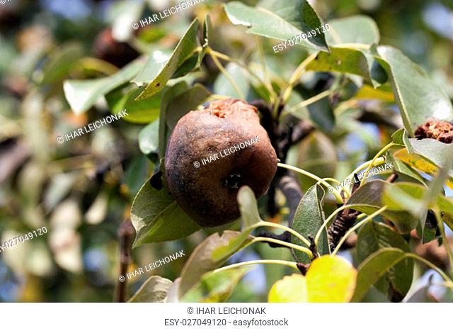 a rotten pear, which is hanging on the tree in the orchard. Photo close-up, small depth of field