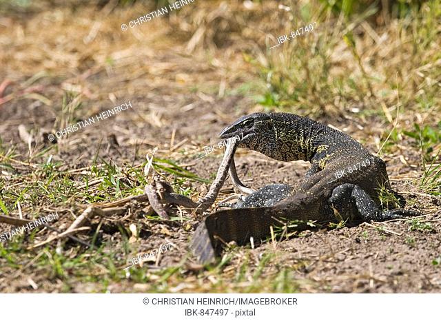 Nile Monitor (Varanus niloticus) carrying a snake in its jaw, Chobe River National Park, Botswana, Africa