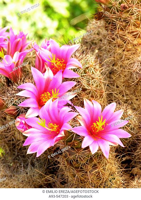 Flores de cactus Stock Photos and Images | agefotostock