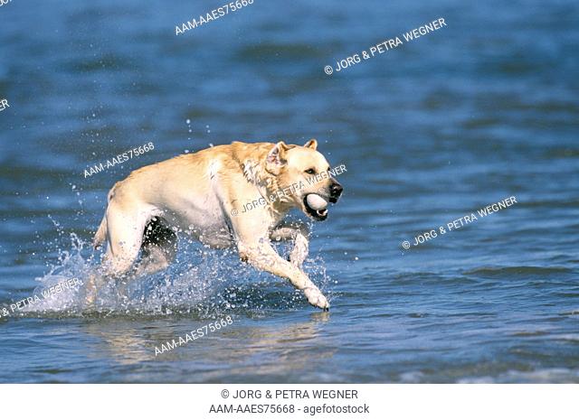 Yellow Labrador Retriever playing in Water with Ball