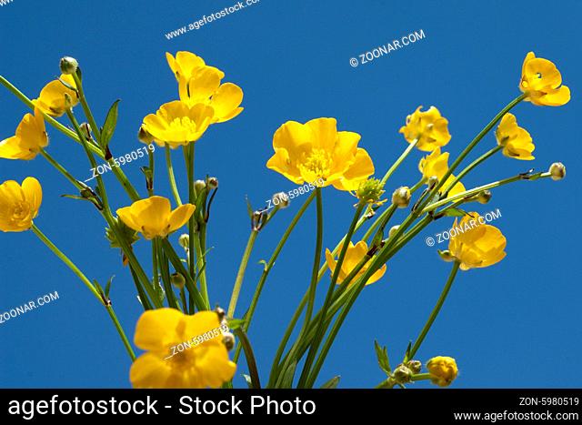 Kriechender, Hahnenfuss; Ranunculus, repens, Kriechend, gelbe Blueten; gelbe
