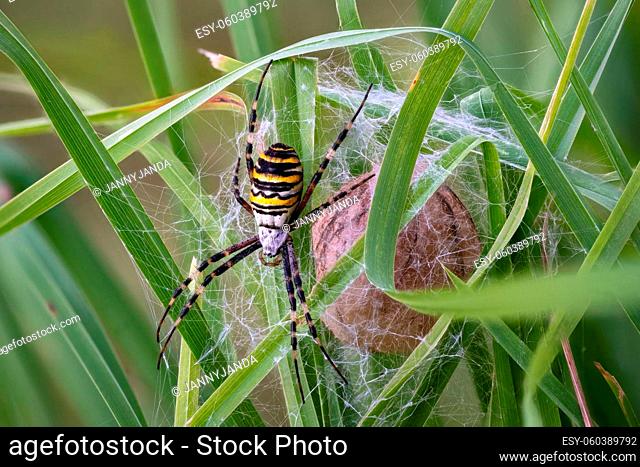 A Argiope bruennichi wasp spider defending its cocooned eggs on a green meadow in Germany