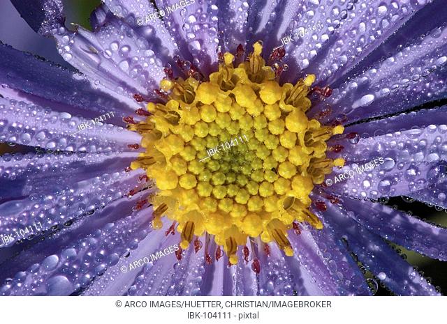 Bushy Aster, blossom with drops of water (Aster dumosus)