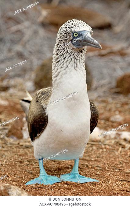 Blue-footed Booby (Sula nebouxii), Galapagos Islands National Park, North Seymore Is., Ecuador