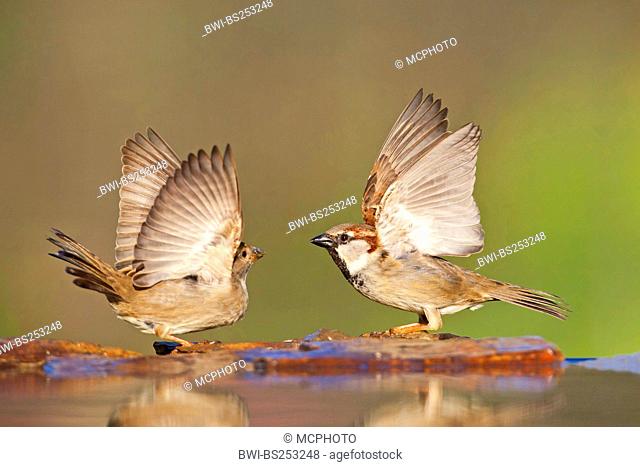 house sparrow Passer domesticus, male and female sitting face to face quarreling at the stone shore of a water place, Germany, Rhineland-Palatinate