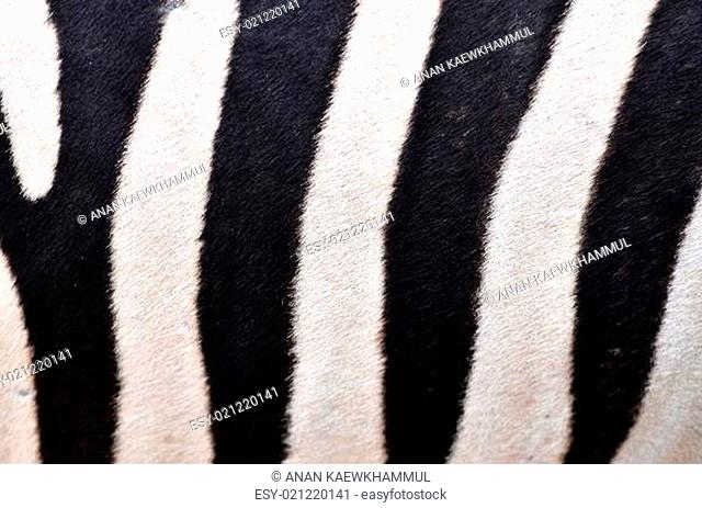Patterning of skin of Zebra