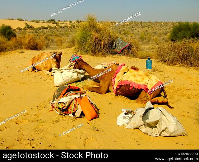 Camels resting during camel safari, Thar desert, Rajasthan, India