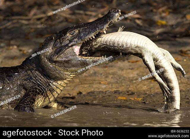 Spectacled Caiman, Crocodile Caiman, yacare caimans Crocodile Caiman, Caiman, Caimans, Other Animals, Crocodiles, Reptiles, Animals