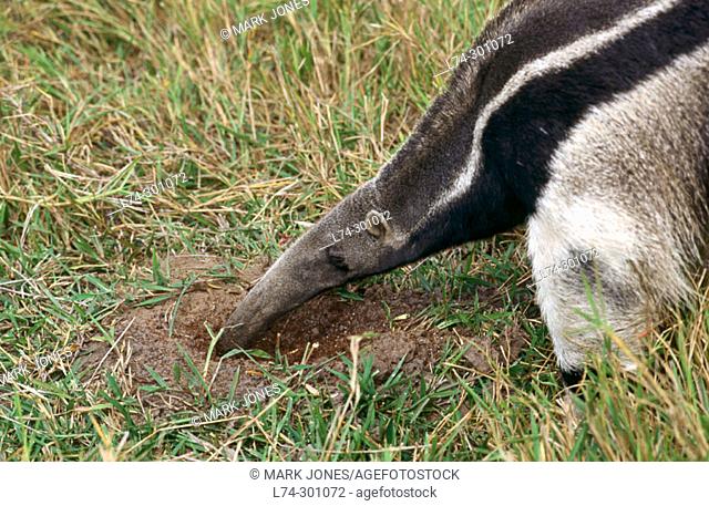Giant Anteater (Myrmecophaga tridactyla). Feeding on ant nest. Caiman Ecological Reserve. Pantanal, Brazil