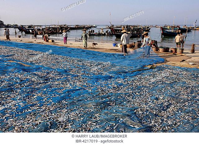 Fish spread out on blue nets to dry on the beach of the fishing village Ngapali, local people and fishing boats in the sea behind, Thandwe, Rakhine State
