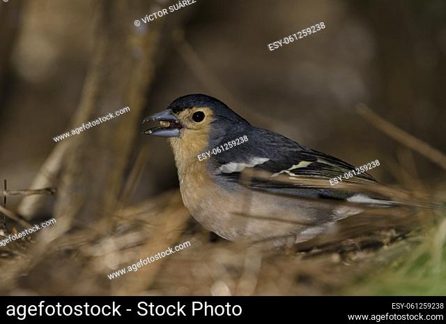 Common chaffinch Fringilla coelebs canariensis. Male eating a seed. The Nublo Rural Park. Tejeda. Gran Canaria. Canary Islands. Spain