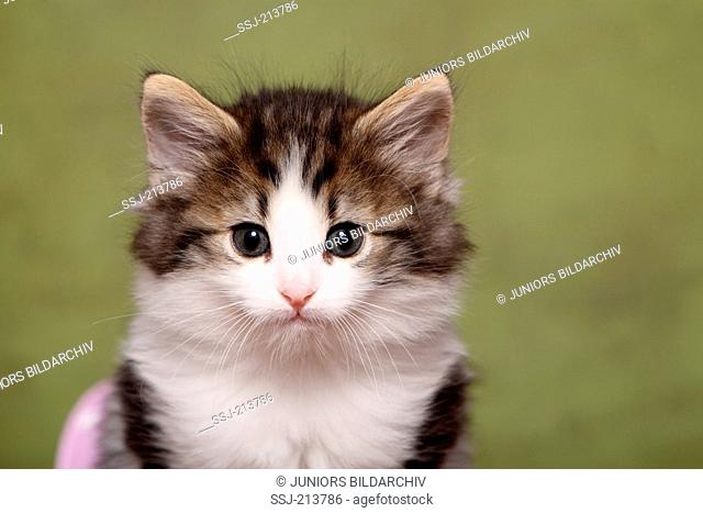 Norwegian Forest Cat. Portrait of a kitten (6 weeks old). Studio picture against a green background. Germany