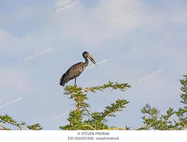 Open-Billed Stork in a Tree in Uganda