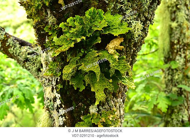 Lung lichen (Lobaria pulmonaria) is a medicinal foliose lichen that grows on an oak bark tree. This photo was taken in Muniellos Biosphere Reserve, Asturias