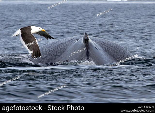 spin and fin whale humpback over which fly kelp gull