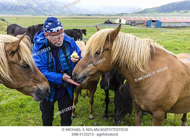 Feeding an Icelandic horse an apple on a farm on the southeast coast of Iceland