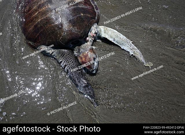 22 August 2022, Mexico, Puerto Arista: A sea turtle lies dead in the beach sanctuary. According to reports from local residents