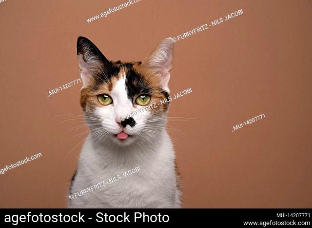 cute white calico cat sticking out tongue looking at camera on brown background with copy space