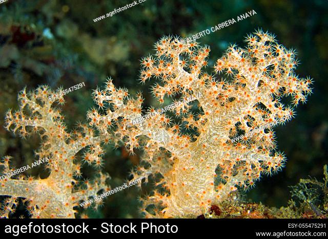 Multi-branched trees, Soft Coral, Lembeh, North Sulawesi, Indonesia, Asia
