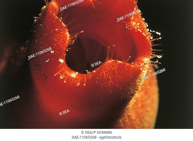 Zoology - Tunicates - Sea squirt (Halocynthia papillosa)