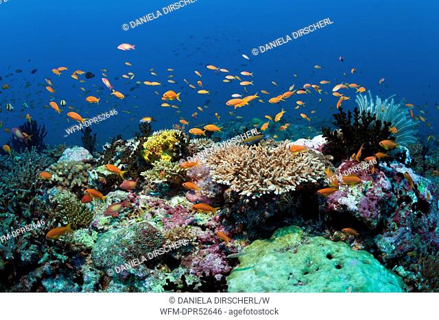 Colored Coral Reef, North Male Atoll, Maldives
