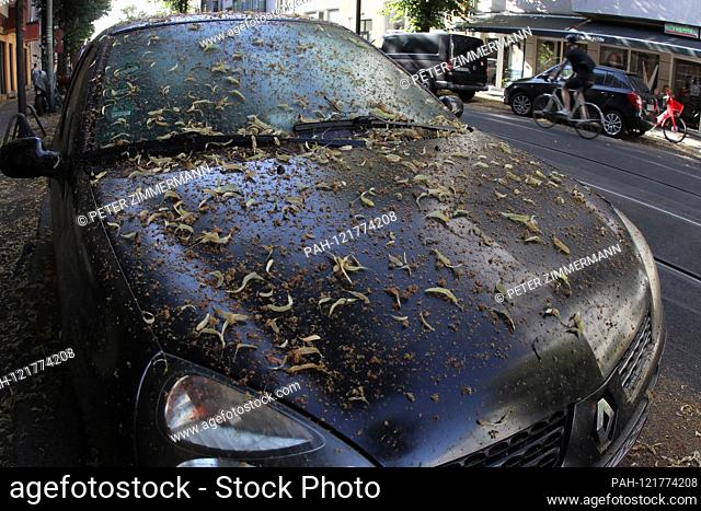 On June 27th, 2019, a car stands on a street in Berlin-Weissensee (Pankow district) under a blossoming linden tree. The entire vehicle is completely covered by...
