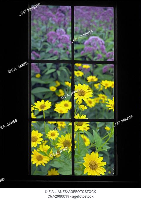 View through a window onto a colourful flower bed in summer