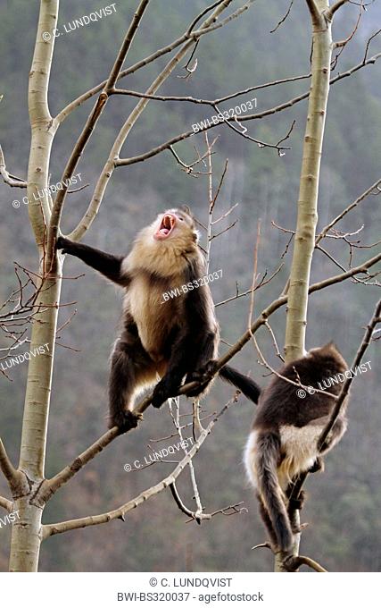 Black snub-nosed monkey, Yunnan snub-nosed monkey (Rhinopithecus bieti), Snub-nosed monkeys in tree , China, Yunnan, Baima Snow Mountain Nature Reserve