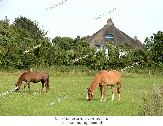 Horses graze on a meadow in front of a house with a thatched roof in Keitum on Sylt, Germany, 24 July 2013. Photo: Jens Kalaene | usage worldwide