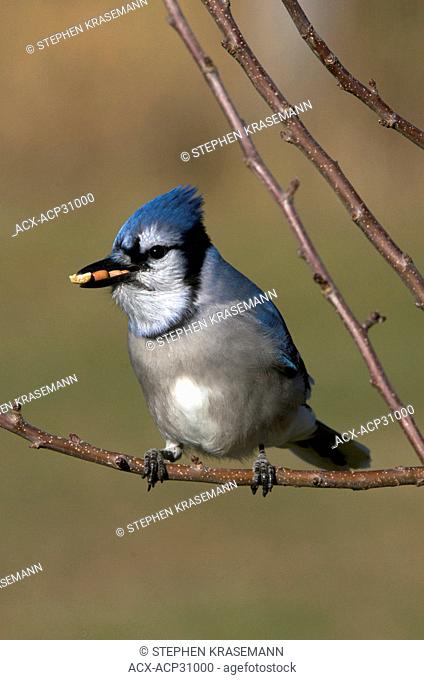 The Blue Jay Cyanocitta cristata sitting on tree branch with mouthful of nuts. Ontario, Canada