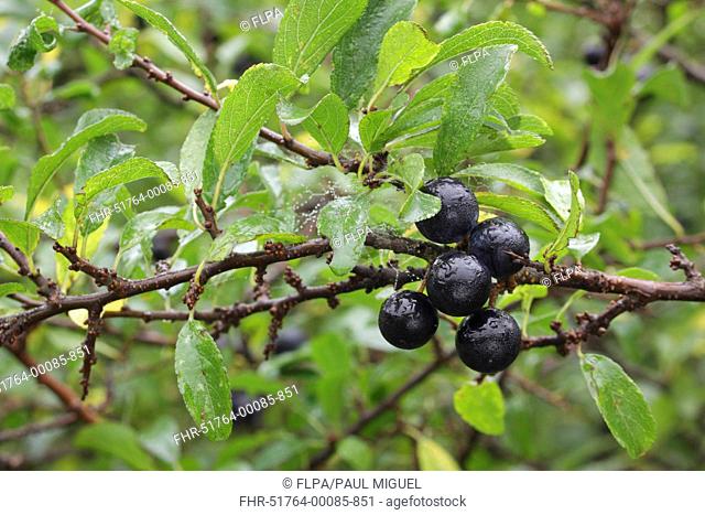 Blackthorn (Prunus spinosa) close-up of leaves and berries, growing in hedgerow, West Yorkshire, England, October