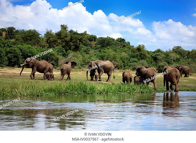 African Elephant Loxodonta africana, Murchison Falls national park, Uganda, East Africa